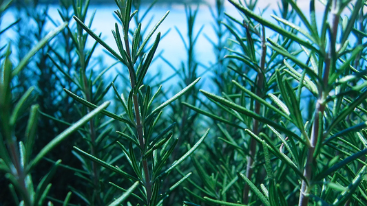 The Science and Tradition of Rosemary